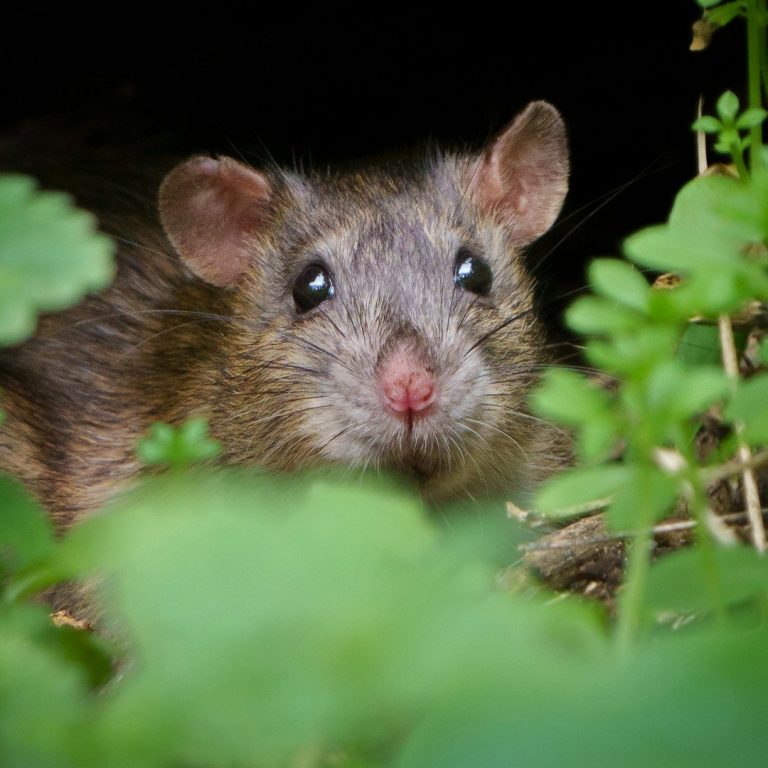 A close-up of a brown rat partially hidden among green foliage.